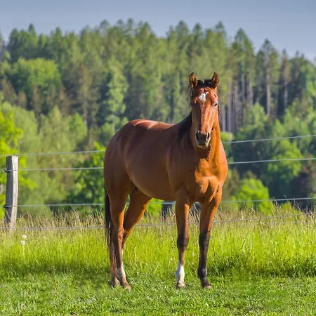 게스트하우스 Ranch Jestrebice