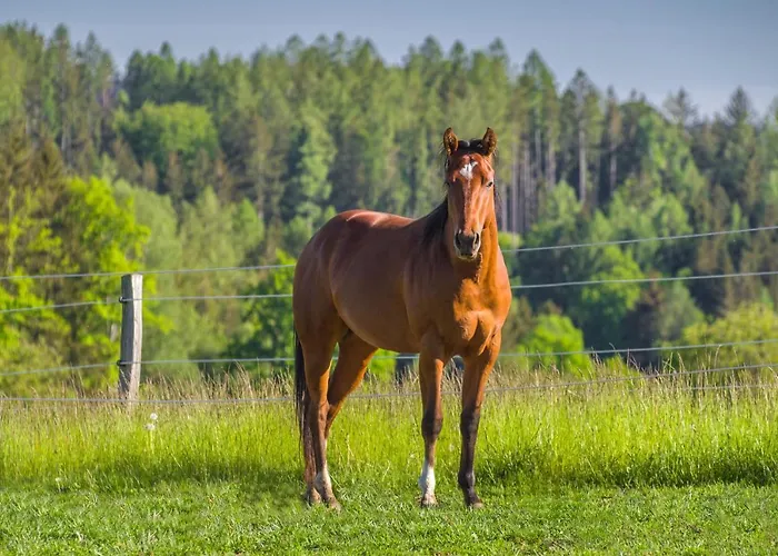 Guest house Ranch Jestrebice